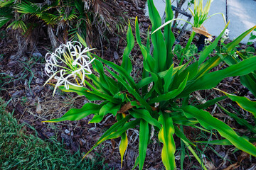 Crinum asiaticum  flower in a garden
