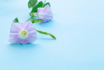 Blooming convolvulus on light blue background
