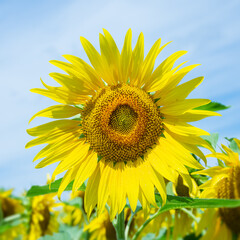 Naklejka premium Sunflower flower close up. Summer sunny day. Shallow depth of field. Background blurred