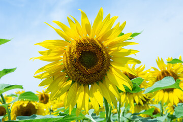 Sunflower flower close up. Summer sunny day. Shallow depth of field. Background blurred