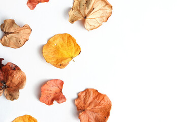 Naklejka premium Autumn leaves isolated on white background with copy space.