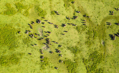 Aerial view at herd of black water buffaloes pastures at the meadow