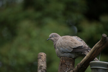 Blinking collared dove, perched on a tree stump with a green background