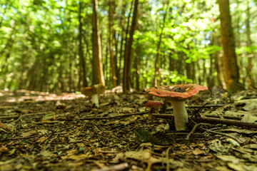 Emetic Russula Poisonous Mushroom