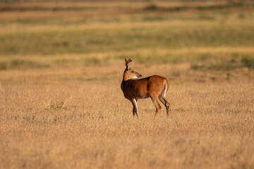 Whitetial Deer Buck in Velvet in Summer