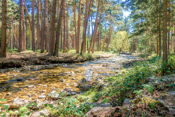 Bosque con río en primavera. Pesquerías reales. España
