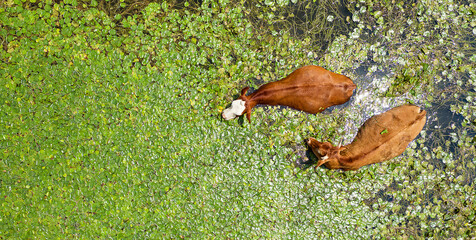 Aerial view at two cows swimming in pond