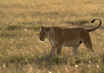 Fototapeta na wymiar Lioness at Masai Mara, Kenya