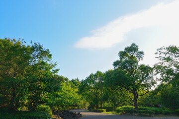 Fototapeta na wymiar 青海南ふ頭公園/Beautiful scenery from Aomi Minami Futo Park