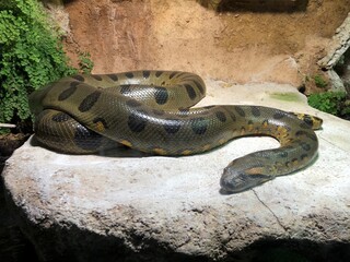 snake