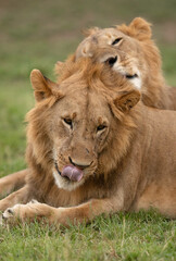 Subadult Lions , Masai Mara, Kenya