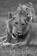 Subadult Lions at Masai Mara, Kenya