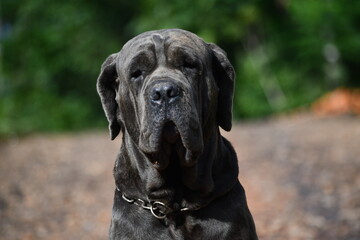 Mastin Neapolitan friends