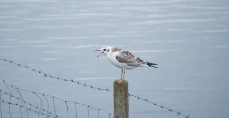 Gull being noisy, on a fence post with barbed wire and water in the background. 