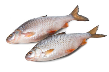 Fresh river fish roach isolated on white background