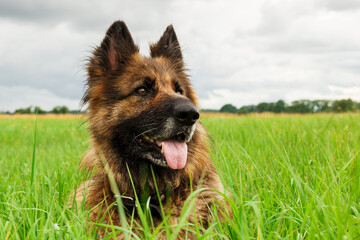 German shepherd dog lies in the grass.