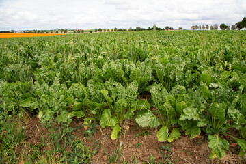 Fototapeta na wymiar Sugar beet bright green leaves in field