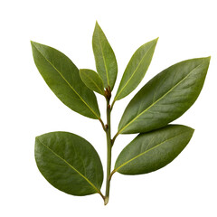 Laurel leaves isolated on white background close up. Spice for cooking.