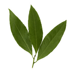 Laurel leaves isolated on white background close up. Spice for cooking.