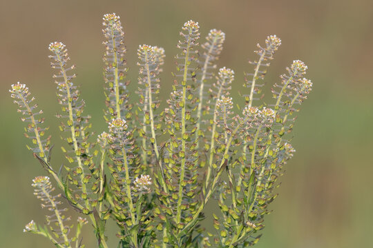 Field pepperwort (lepiduim campestre)