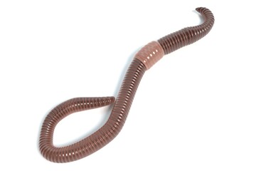 3d illustration of an earth worm