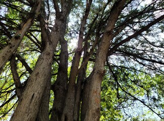 trees in the park