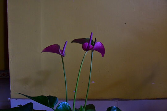Purple anturios 