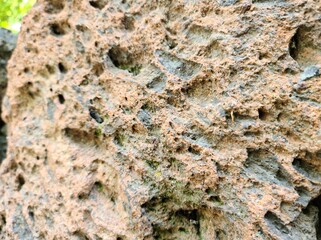 lichen on stone