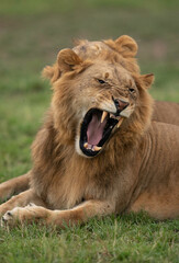 Closeup of a Lion yawning at Masai Mara, Kenya