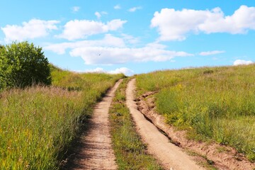 
Road through the blooming pasture