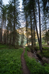 A path that runs through a forest in the Val Pusteria