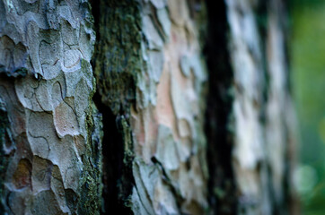 Texture of tree bark. Pine bark covering the trunk in close-up.