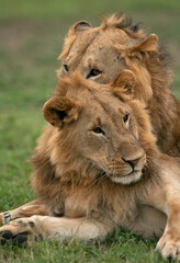 Fototapeta na wymiar Lions, Masai Mara, Kenya