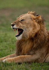 Closeup of a Lion yawning at Masai Mara, Kenya