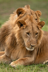 Fototapeta na wymiar Lions at Masai Mara, Kenya