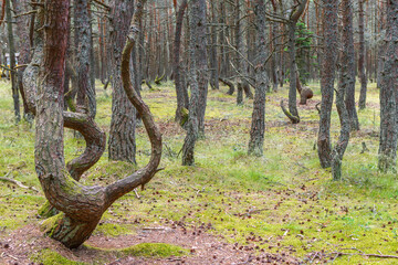 Dancing forest on the Curonian spit