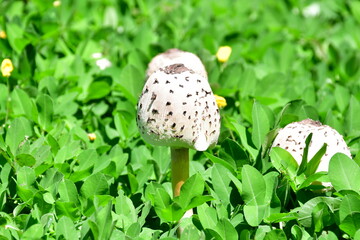 Mundo Fungi