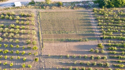 Aerial view of the fruit agriculture field at the sunset.