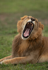 Fototapeta na wymiar Lion yawning at Masai Mara, Kenya