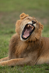 Fototapeta na wymiar Lion yawning at Masai Mara, Kenya