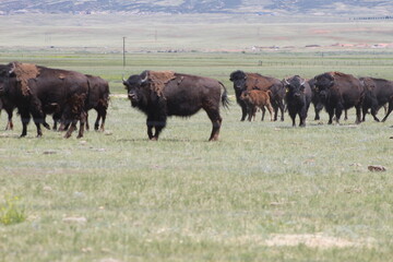 American bison grazing