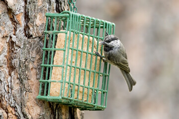 Fototapeta premium Mountain Chickadee on a suet cage.