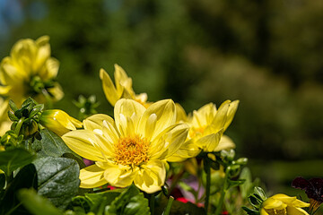 Pretty yellow dahlia flower in a garden with a blurred background for copy space. Dahlias are a genus of bushy, tuberous, herbaceous perennial plants native to Mexico and Central America.