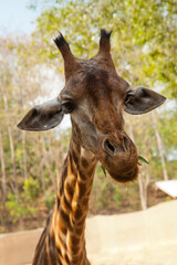 portrait of a giraffe