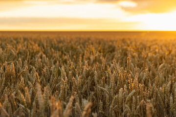 Shot of a Wheat field at sunset