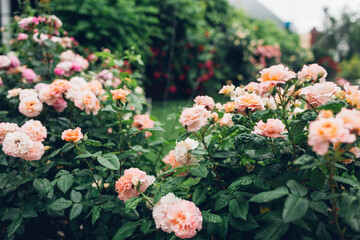 Beautiful pink roses blooming in summer garden. Fresh flowers in blossom growing in park