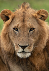 Portrait of a Lion at Masai Mara, Kenya