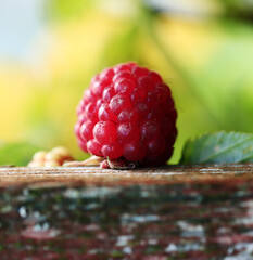 Raspberries. Close-up. Top view. Blurred background.