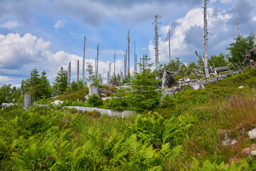Dead forest on Dreisesselberg mountain. Border of Germany and Czech Republic. Natural forest regeneration without human intervention in national park Sumava (Bohemian Forest)
