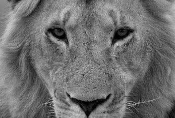 Closeup of a Lion, Masai Mara, Kenya